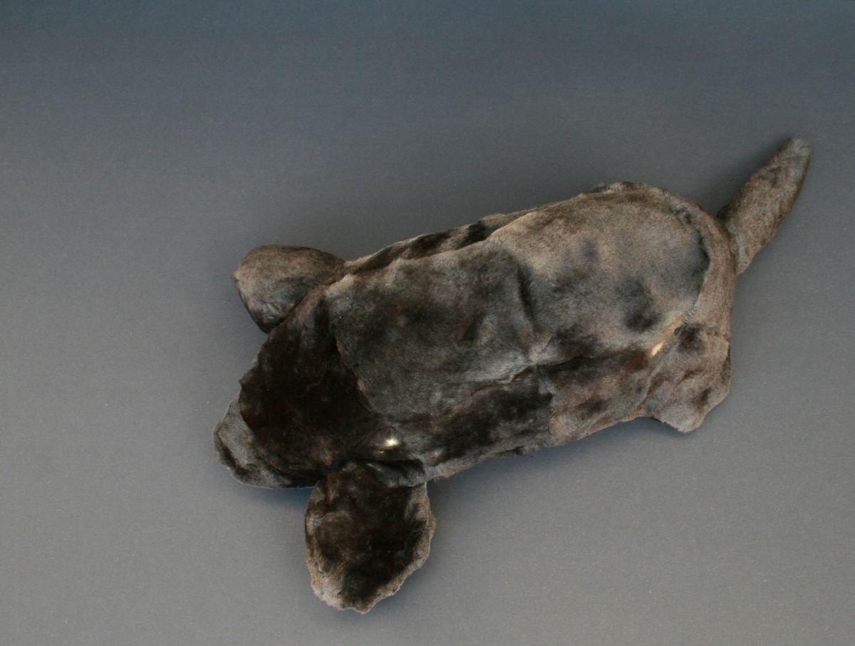 Amber Veel Taxidermic Laboratory work MOLE